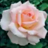 mansi tewari - @mansitewari - TikTok