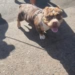 Manuel Almonte - @k.r._vikings_kennel - Instagram