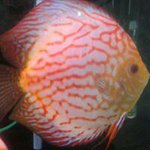 @manuel_antunes - Instagram