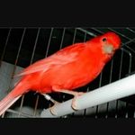 manuel armijo maza - @el_aviario_manuel - Instagram