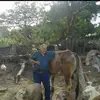 Tacubo Azmitia - @manuelalfonsoazmi - TikTok