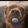 Manuel Andres Barba - @manumab16 - TikTok