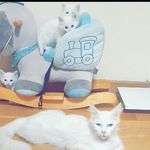 Bartsch Manuel - @bartsch.manuel - Instagram