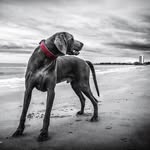 Manuel Caldwell - @pretty__dogs__media - Instagram