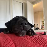 Manuel - @manuelcasisharpei - Instagram