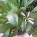 Manuel Cerqueira - Facebook
