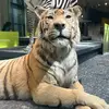 manuel chan - @chan7954 - TikTok
