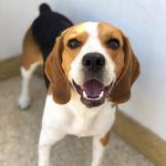 Cooper Manuel - @coopermanuelthebeagle - Instagram