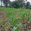 manuel cordon - @manuel.cordon5 - TikTok