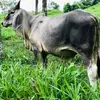 Manuel_Galeas. - @manuel_galeas - TikTok