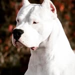 Luis Manuel Jiminian - @luismanueljiminian - Instagram