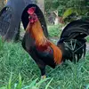 manuelleonardbeti - @manuelleonardbeti - TikTok