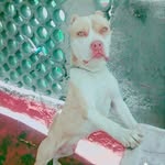 @manuellocko - Instagram