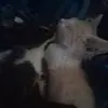 Manuel Maravi Alayo - @manuel.maravi.ala1 - TikTok