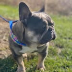 Manuel Mccoy - @b.o.p_kennels - Instagram
