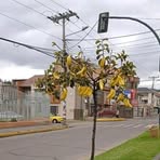 Manuel Muriel - Facebook