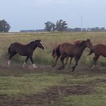 Manuel newman - @caballosyaperos - Instagram
