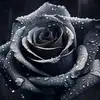 Manuel Niño - @manuel.nio66 - TikTok