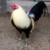 Manuel orocio - @pepaso.33 - TikTok
