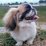 Sérgio Manuel Modesto Pardal - @arcaanimais - Instagram