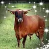 Manuel De Jesus Pate - @mapamana - TikTok