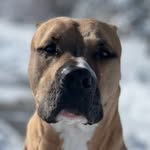 Tank M. Pearson - @tank_manuel_pearson - Instagram