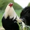 manuel ramirez - @manuel.ramirez676 - TikTok