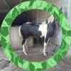 José Manuel Tain Rilo - @jos.manuel.tain.r - TikTok