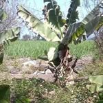 Manuel Roca - @manuel.roca.944 - Instagram