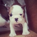 Manuel Rutledge - @funnylikeben - Instagram