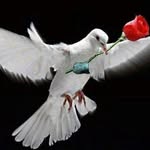 Manuel Salais - @manuel.salais.186 - Instagram