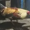 Manuel Saltos - @manuel.saltos3 - TikTok