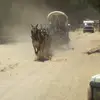 Francisco Manuel Japon Sardina - @francisco.manuel7015 - TikTok