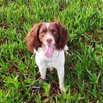 Brownie Manuel - @browniemanuel.springer - Instagram