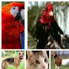 Animals_Loverz❤️ - @manuelstarr_ - TikTok