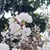 Manuel_Sulca - @Manuel_Sulca - TikTok