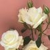 Manuel Tavera - Facebook