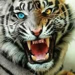 manuelteresogurrolamireles - @manuelteresogurrolam - Instagram