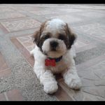 Manuel Vicuña - @manuel.vicuna.735 - Instagram