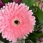 Manuela Collier - @sunflowers_mum - Instagram