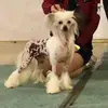 Manuela Cornelius - @manuelacornelius8 - TikTok