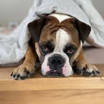 Elliot 🐶 von der Pfefferbande - @manuela.dean2019 - Instagram