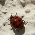 Manuela Duke - @manuela.zwei.9 - Instagram