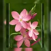 Manuela Espinal - @manuela.espinal16 - TikTok
