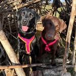 Manuela George - @labrador_cleo_carla - Instagram