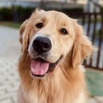 Manu - A Dog Model 📷 - @manu_elagolden - Instagram
