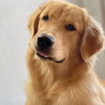 Manuela 🐾🦮 - @manuela_goldenr - Instagram
