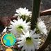 Manuela Guerreiro Goodwin - Facebook