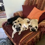 Manuela Jackson - @pugdelicieus - Instagram