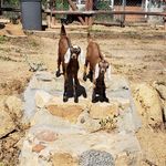 Manuela Mitchell - @goats_of_glenlair - Instagram